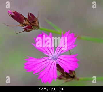 Rosa di legno (Dianthus sylvestris). Fiore e fiore germoglio. Austria Foto Stock