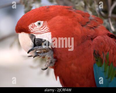 Primo piano macaw verde-alinged (Ara chloroptera) mangiare un alimento visto dal profilo Foto Stock