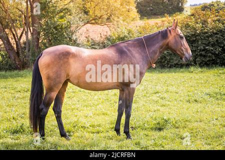 Akhal-Teke. Buckskin mare in piedi, vista laterale. Germania. Foto Stock