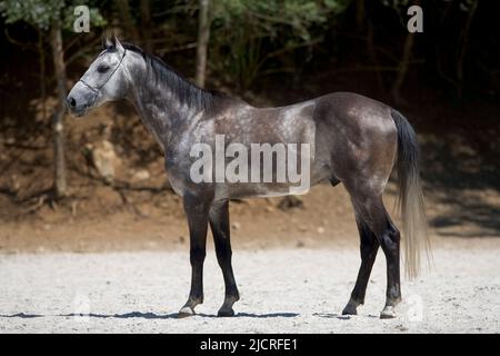 Akhal-Teke. Dapple-grigio adulto in piedi, visto lato-su. Germania Foto Stock