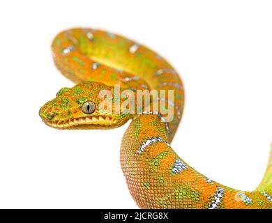 Colpo di testa di Juvenile Smeraldo boa Corallus caninus Foto Stock