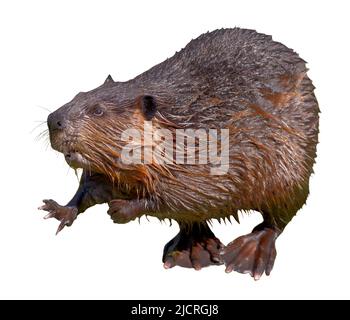 Primo piano Beaver nordamericano (Castor canadensis) isolato su sfondo bianco. È originaria del Nord America e introdotta in Sud America Foto Stock