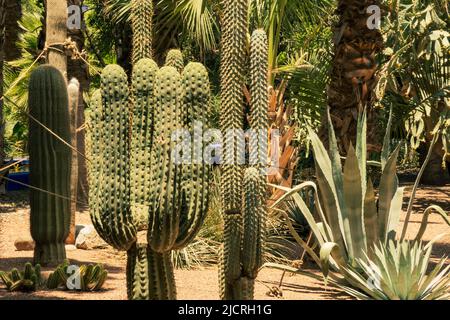 Un'oasi di cactus e altre piante in una calda giornata di sole in Marocco. Foto Stock