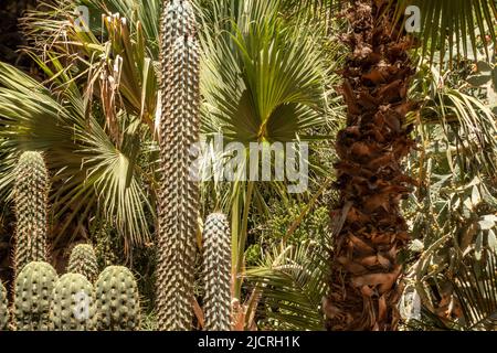 Un'oasi di cactus e altre piante in una calda giornata di sole in Marocco. Foto Stock