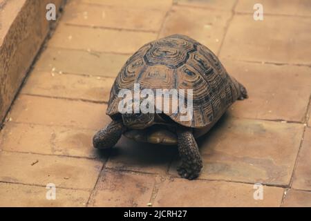 Una tartaruga si snoda intorno al cortile all'interno di un compound a Marrakech, Morroco. Foto Stock