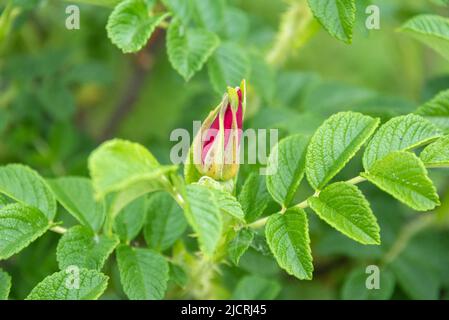 Un germoglio non soffiato di un fiore rosso di rose sullo sfondo di foglie verdi. Fuoco selettivo sul germoglio dell'anca di rose. Cespuglio di rose selvatiche. Foto Stock