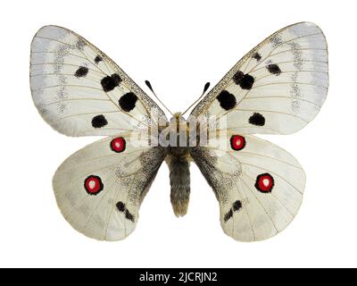 Apollo Butterfly (Parnassius apollo) che vive in zone montane, isolate su sfondo bianco Foto Stock