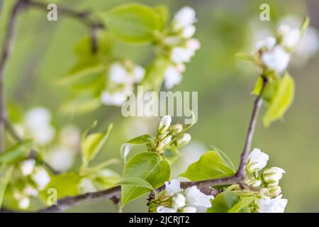 A beautiful pear tree in bloom. White flowers and buds. Spring blooming flower background Foto Stock