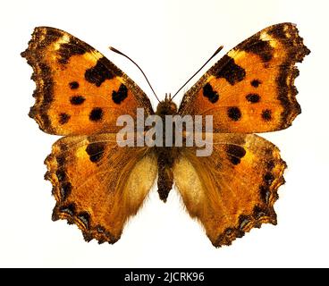 Il Tortoiseshel della gamba nera (Nymphalis polychloros) isolato su sfondo bianco, è una farfalla della famiglia Nymphalidae. Foto Stock