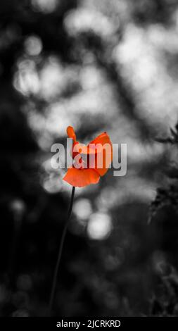 Una fotografia artistica di un papavero con colore selettivo e sfondo monocromatico Foto Stock