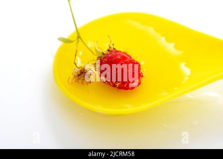 raspberry su un cucchiaio di plastica giallo con acqua Foto Stock