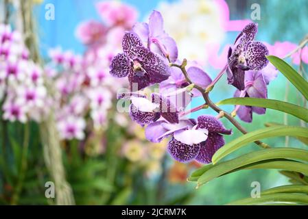 Varietà di peperoni mostrati nelle finestre Foto Stock