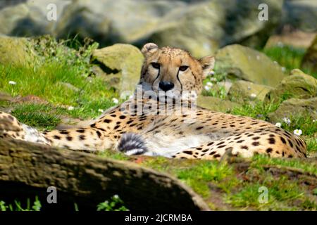 Cheetah Africano (Acinonyx jubatus) visto di fronte e sdraiato a terra Foto Stock