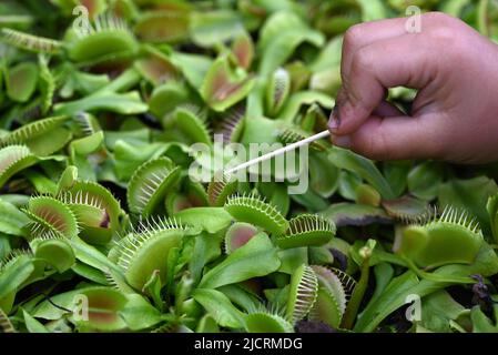 Varietà di peperoni mostrati nelle finestre Foto Stock