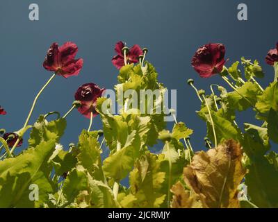 Prugna, scarlatto o papaveri orientali di colore viola (papaver) che si sono seminati in un giardino inglese riselvaggio, mostrato contro un cielo blu. Foto Stock