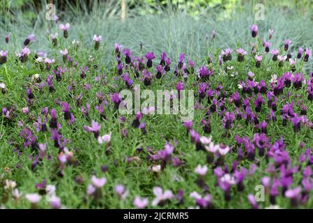 Varietà di peperoni mostrati nelle finestre Foto Stock