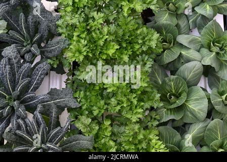 Varietà di peperoni mostrati nelle finestre Foto Stock