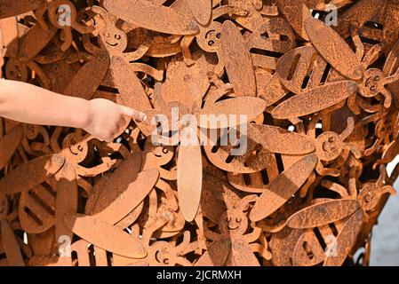 Varietà di peperoni mostrati nelle finestre Foto Stock