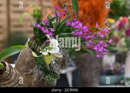 Varietà di peperoni mostrati nelle finestre Foto Stock