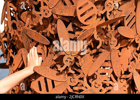 Varietà di peperoni mostrati nelle finestre Foto Stock