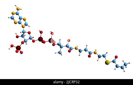 3D immagine della formula scheletrica del crotonil-CoA - struttura chimica molecolare del crotonil-coenzima A isolato su sfondo bianco Foto Stock