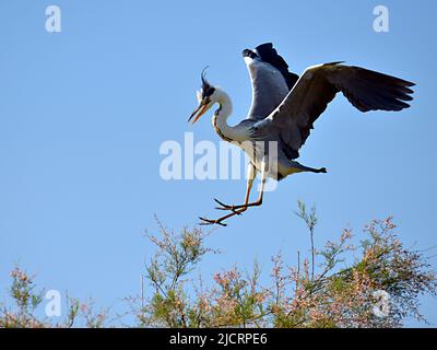 L'airone grigio (Ardea cinerea) che arriva alla cima di un albero di tamarix nella Camargue è una regione naturale situata a sud di Arles in Francia Foto Stock