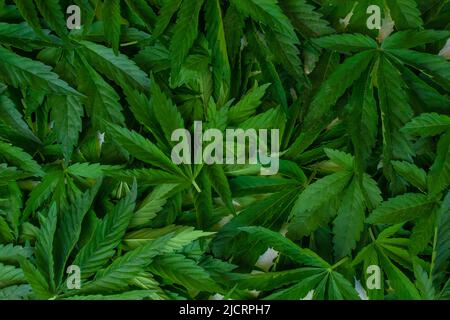 Sfondo di un mucchio di foglie di marijuana struttura di cannabis. Fuoco selettivo Foto Stock