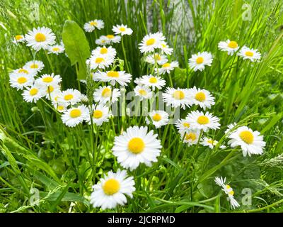 Chamomilla Matricaria è un genio di piante perenni fiorite della famiglia delle Asteraceae. Camomilla farmacia Matricaria camomilla e SYN Foto Stock