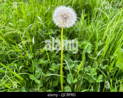 Dandelion officinale della famiglia Taraxacum officinale close-up. Andelione aria con semi Foto Stock
