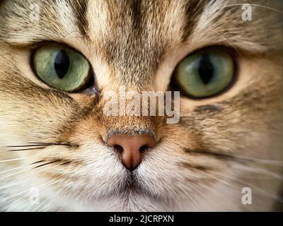 Il volto della costa britannica Golden Chinchilla NY25 primo piano Foto Stock