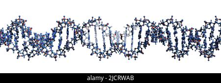 3D immagine del DNA macromolecola formula scheletrica - struttura chimica molecolare dell'acido desossiribonucleico a doppia elica isolata su sfondo bianco, Foto Stock