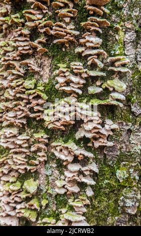 Licheni, muschi e funghi su un albero marcio Foto Stock