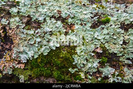 Licheni, muschi e funghi su un albero marcio Foto Stock