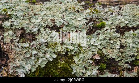 Licheni, muschi e funghi su un albero marcio Foto Stock