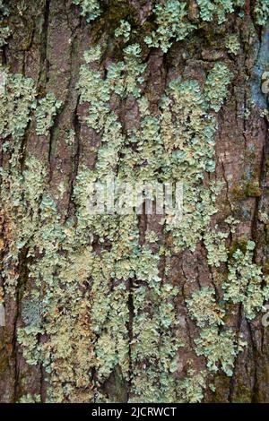 Licheni, muschi e funghi su un albero marcio Foto Stock