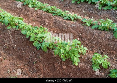 File di piante di patata hilled in su nel giardino domestico. Foto Stock