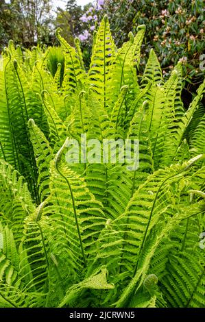 Felci verdi che vanno in un giardino in Irlanda Foto Stock