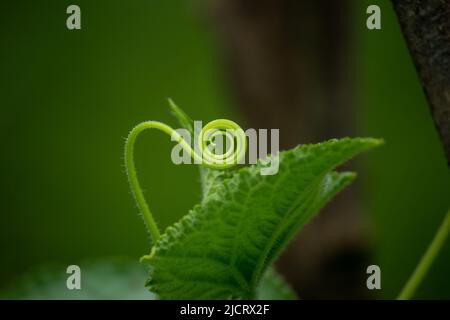 Climber arrotondato, tendine di pianta di cetriolo su sfondo verde. Foto Stock