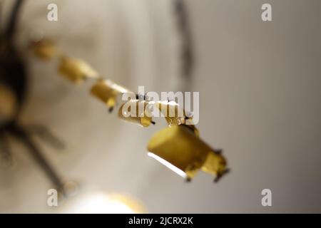 La sfocatura vola su carta flypaper gialla. Morti vola su nastro adesivo, trappola per mosche con colla, flytrap adesivo, trappola per insetti. Nastro di insetto. Nastro adesivo Foto Stock