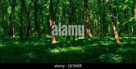 paesaggio forestale, ombreggiato foresta temperata con macchie di sole sul sottobosco Foto Stock