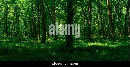 paesaggio forestale, ombreggiato boschetto di carpine estate con vegetazione lussureggiante in una giornata di sole Foto Stock