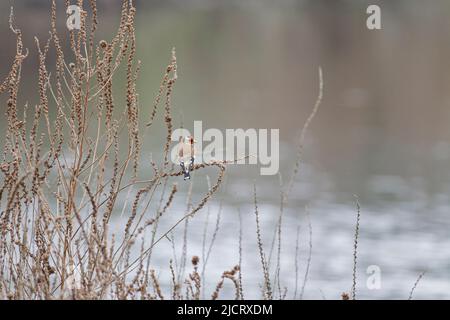 Il cardo europeo arroccato sull'erba del fiume Lima confine erba, a nord del Portogallo Foto Stock