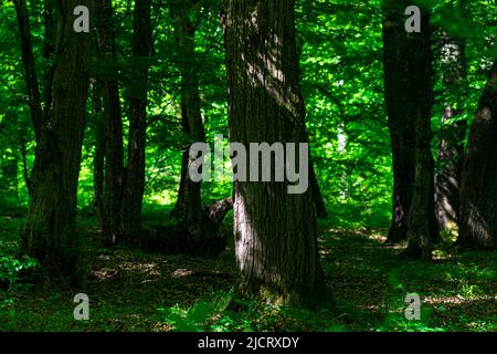 tronchi di alberi antichi in una foresta di querce ombreggiato in una giornata di sole Foto Stock