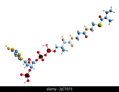 3D immagine della formula scheletrica 2-metilbutirril-CoA - struttura chimica molecolare del metabolita metilbutanoil-CoA isolato su sfondo bianco Foto Stock