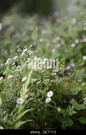 Fiori belli fioritura , Fiore per Wallpaer , natura per Wallpaper, Foto Stock a basso costo Foto Stock