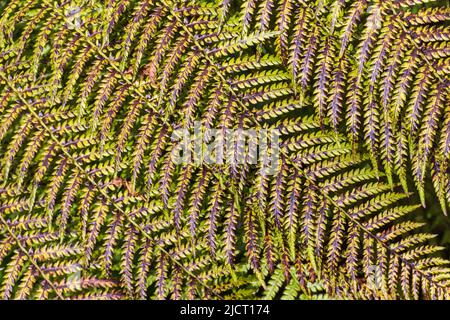 Il felce verde-viola variegato lascia lo sfondo Foto Stock