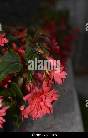 Fiori belli fioritura , Fiore per Wallpaer , natura per Wallpaper, Foto Stock a basso costo Foto Stock