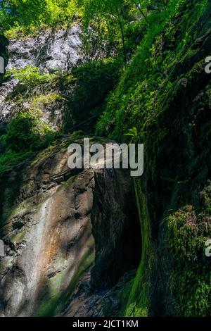 In der wilden Schlucht Alploch bei Dornbirn wachsen auf und zwischen schroffen Felsen Pflanzen und Bäume im frühlingshaften Grün. Licht und Schatten Foto Stock