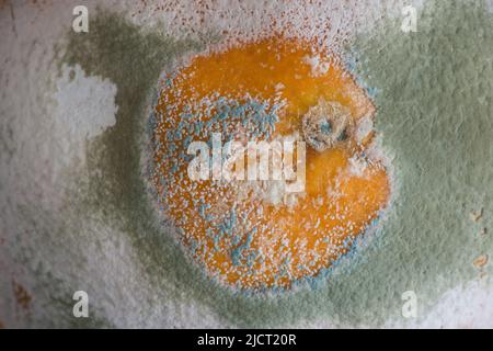 Muffa bianca, verde e blu che inghiottisca un arancione che non è stato immagazzinato correttamente. Foto Stock