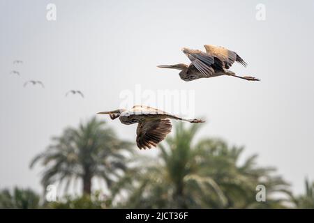 Due aironi blu in volo sulle palme con altri quattro in lontananza dalla riva del Nilo Foto Stock